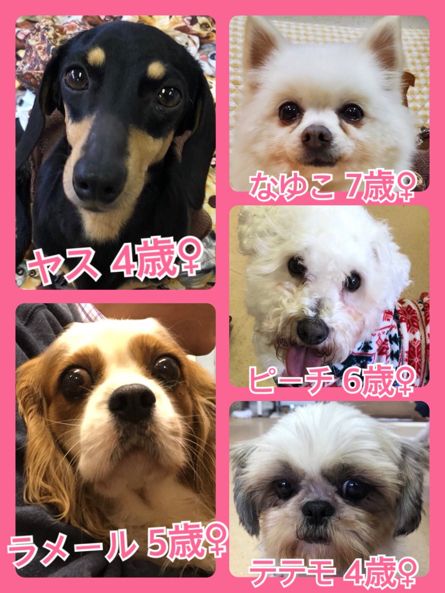 今日はニャンニャンの日🐱🐾今日の里親様募集中ワンコ🐶メンバーです🐾2020,2,22